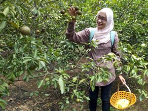 Di Kebun Ini, Pengunjung Bisa Nikmati Jeruk Sepuasnya