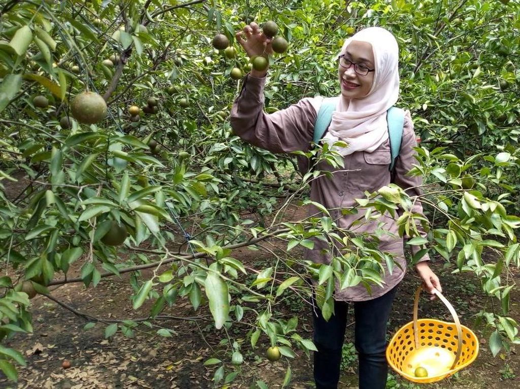 Pengunjung sedang memetik jeruk di kebun yang hijau