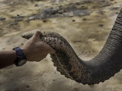 Sayembara Berhadiah Rp 10 Juta ke Pemberi Info Pembunuh Gajah Aceh