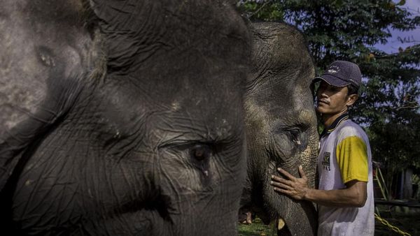 Foto: Lebih Dekat dengan Konservasi Gajah di Riau