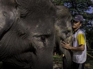 Foto: Lebih Dekat dengan Konservasi Gajah di Riau