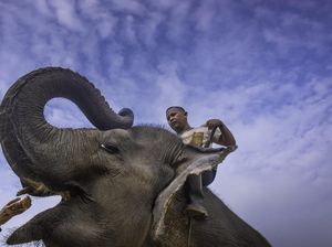 Setahun di Riau: 2 Gajah Mati karena Manusia, Harimau Tewaskan Warga
