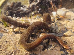 Benci Kecoak? Racun Cacing Berlendir Ini Bisa Jadi Jawabannya Benci Kecoak? Racun Cacing Berlendir Ini Bisa Jadi Jawabannya