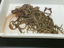 Produknya Mengandung Cacing, Ini Kata Produsen Makarel