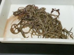 Produknya Mengandung Cacing, Ini Kata Produsen Makarel Produknya Mengandung Cacing, Ini Kata Produsen Makarel