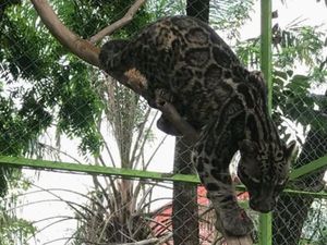 Roarrr... Macan Dahan Masuk Rumah Warga, Ini Penampakannya