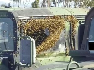 Kalau Merinding Lihat Salah Satu Foto Ini, Bisa Jadi Kamu Melissophobia