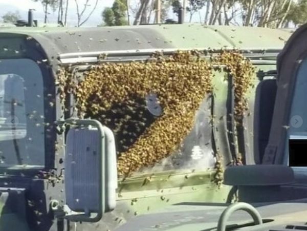 Kalau Merinding Lihat Salah Satu Foto Ini, Bisa Jadi Kamu Melissophobia
