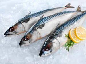 Heboh Ikan Makarel Bercacing, Ini Bedanya Ikan Sarden dan Ikan Makarel Heboh Ikan Makarel Bercacing, Ini Bedanya Ikan Sarden dan Ikan Makarel
