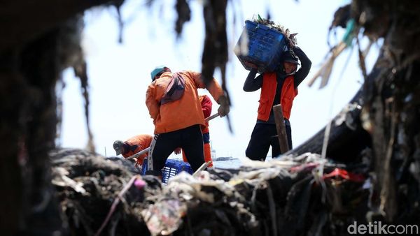 Pasukan Oranye Berjibaku Bersihkan Sampah di Pesisir Cilincing