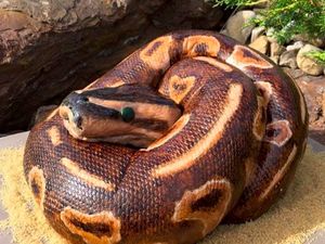 Jangan Takut! Ini Bukan Ular Piton dan Kobra, Tapi Ular yang Manis Empuk