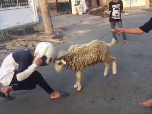 Kocak, Adu Tanduk Remaja Pria dengan Kambing, Siapa Menang?