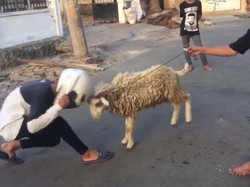 Kocak, Adu Tanduk Remaja Pria dengan Kambing, Siapa Menang?