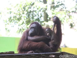 Besok, Jokowi dan Prabowo Digratiskan Masuk Bunbin Banjarnegara