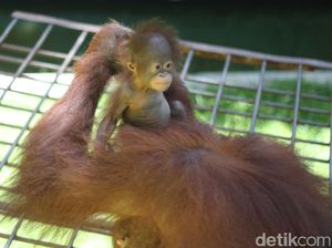 Gemesnya Melihat Ulah Starla, Bayi Orangutan di TRMS Banjarnegara