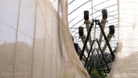 Greenhouse Rusun Marunda Tak Terawat