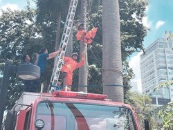 Tak Cuma Padamkan Api, Damkar juga Bisa Evakuasi Drone Nyangkut