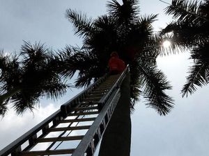 Cerita Aila Panggil Damkar untuk Selamatkan Drone yang Nyangkut