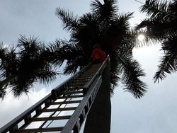 Cerita Aila Panggil Damkar untuk Selamatkan Drone yang Nyangkut