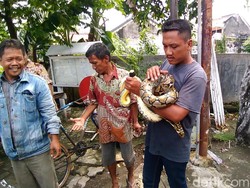 Hii... Ular Sanca Melilit Pohon Tanjung Hebohkan Warga Surabaya