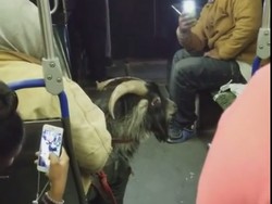 Bikin Heboh, Penumpang Bawa Kambing di Bus