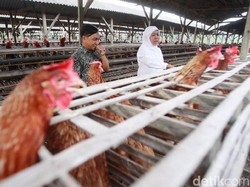 Dicurhati Peternak Ayam, Khofifah Hubungi Dirjen Tanaman Pangan