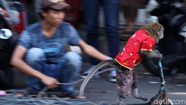 Atraksi Topeng Monyet di Jakarta Kembali Terlihat