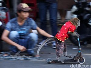 Atraksi Topeng Monyet di Jakarta Kembali Terlihat