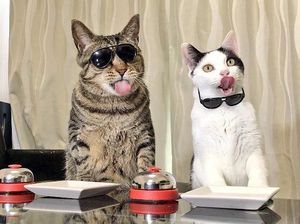 Ah Gemas! Kucing-kucing Ini Kalau Lapar Tekan Bel