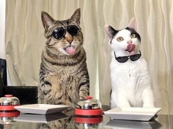 Ah Gemas! Kucing-kucing Ini Kalau Lapar Tekan Bel