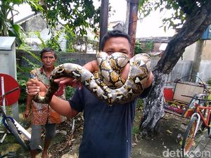 Badan Ular Sanca Melilit Pohon di Surabaya Ini Beraroma Wangi? Badan Ular Sanca Melilit Pohon di Surabaya Ini Beraroma Wangi?