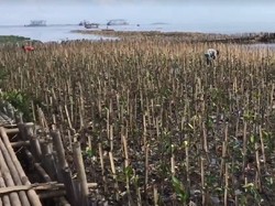 Inilah Penampakan Teluk Jakarta Tanpa Lautan sampah