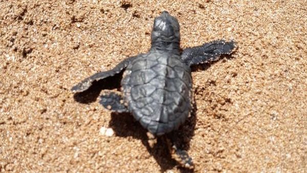 90 Bayi Penyu Lahir di Pantai yang Pernah Jadi Lautan Sampah