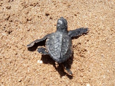 90 Bayi Penyu Lahir di Pantai yang Pernah Jadi Lautan Sampah