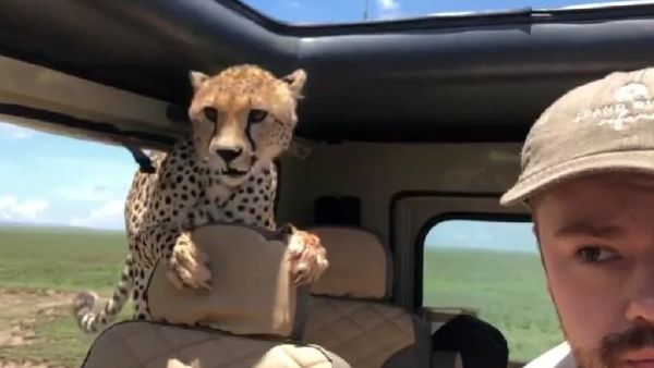 Penampakan Cheetah yang Tiba-tiba Masuk Mobil Turis di Afrika
