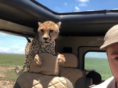 Penampakan Cheetah yang Tiba-tiba Masuk Mobil Turis di Afrika