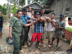 Buaya yang Ditangkap di Pemandian Anak-anak Dievakuasi
