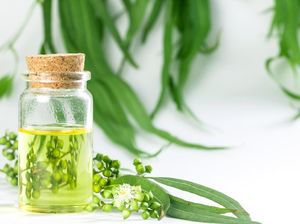 Amankah Bila Minyak Kayu Putih Diminum? Ini Penjelasannya Amankah Bila Minyak Kayu Putih Diminum? Ini Penjelasannya