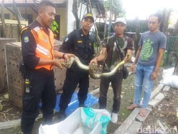 Ular Sanca Melilit Pohon Tanjung Akhirnya Dievakuasi ke BKSDA