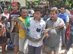 Pelajar SMP di Jombang Ini Tangkap Ular Sanca Seorang Diri