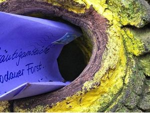 Pohon Tua di Jerman Ini Jodohkan Lebih dari 100 Pasangan