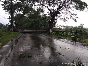 Pohon Tumbang di Pasuruan Tutup Jalan Penghubung Antar Kecamatan Pohon Tumbang di Pasuruan Tutup Jalan Penghubung Antar Kecamatan