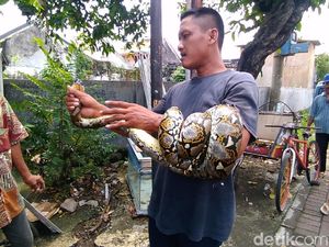Ular Sanca Melilit Pohon Tanjung Diamankan, Begini Wujudnya Ular Sanca Melilit Pohon Tanjung Diamankan, Begini Wujudnya