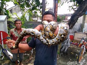 Kok Bisa Ular Sanca Wangi? Ini Penjelasannya