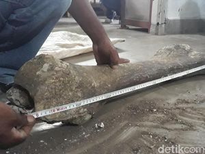 Fosil Gajah Purba di Ngawi, Seberapa Mahal Bagi Kolektor?