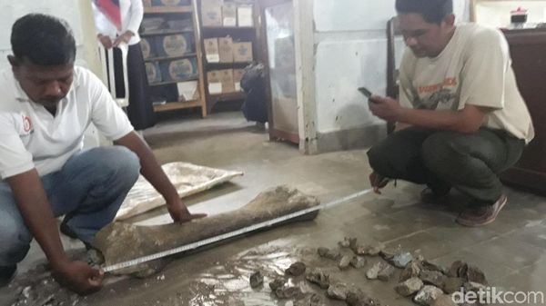 Ini Fosil Gajah Purba di Ngawi, Diprediksi Berusia 1 Juta Tahun