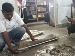 Ini Fosil Gajah Purba di Ngawi, Diprediksi Berusia 1 Juta Tahun