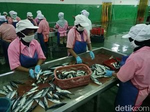 Ini Penjelasan Perusahaan Ikan Sarden Tentang Cacing di Produknya