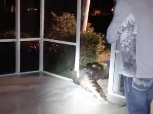 Penampakan Aligator 4 Meter dalam Kolam Renang di Florida Penampakan Aligator 4 Meter dalam Kolam Renang di Florida