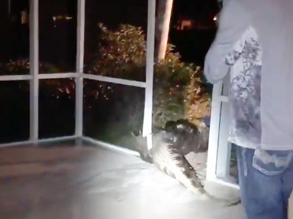 Penampakan Aligator 4 Meter dalam Kolam Renang di Florida